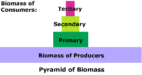 Pyramid of Biomass