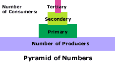 Pyramid of Numbers